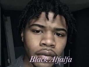Black_Alfalfa